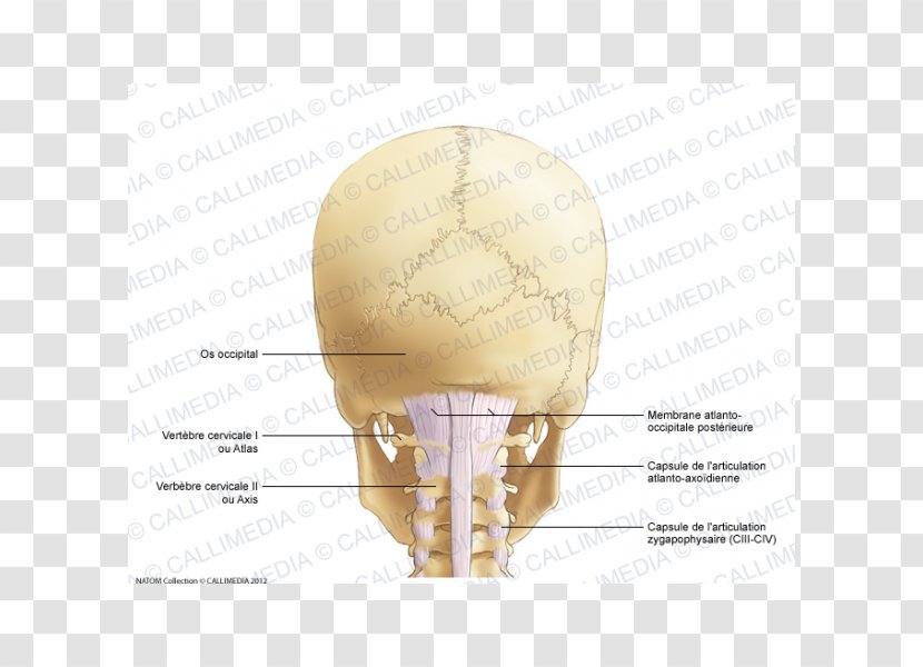 Occipital Bone Joint Capsule Cervical Vertebrae - Watercolor - Frame Transparent PNG