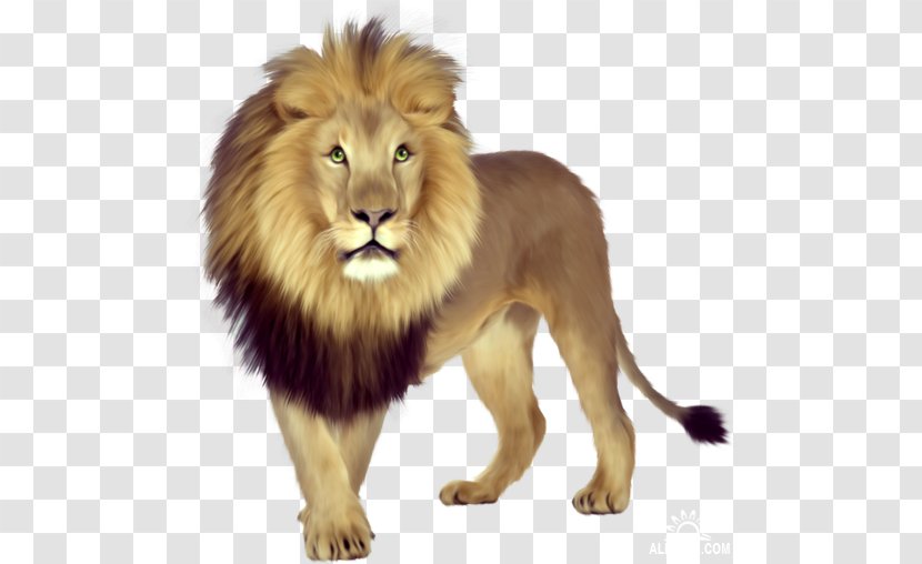 East African Lion Cubs Tiger Clip Art Transparent PNG