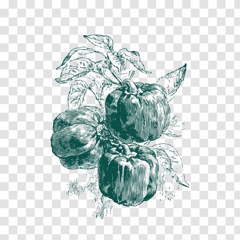 Drawing Seed Pixel - Cucurbita Argyrosperma - Sketch Free Chili Download Transparent PNG