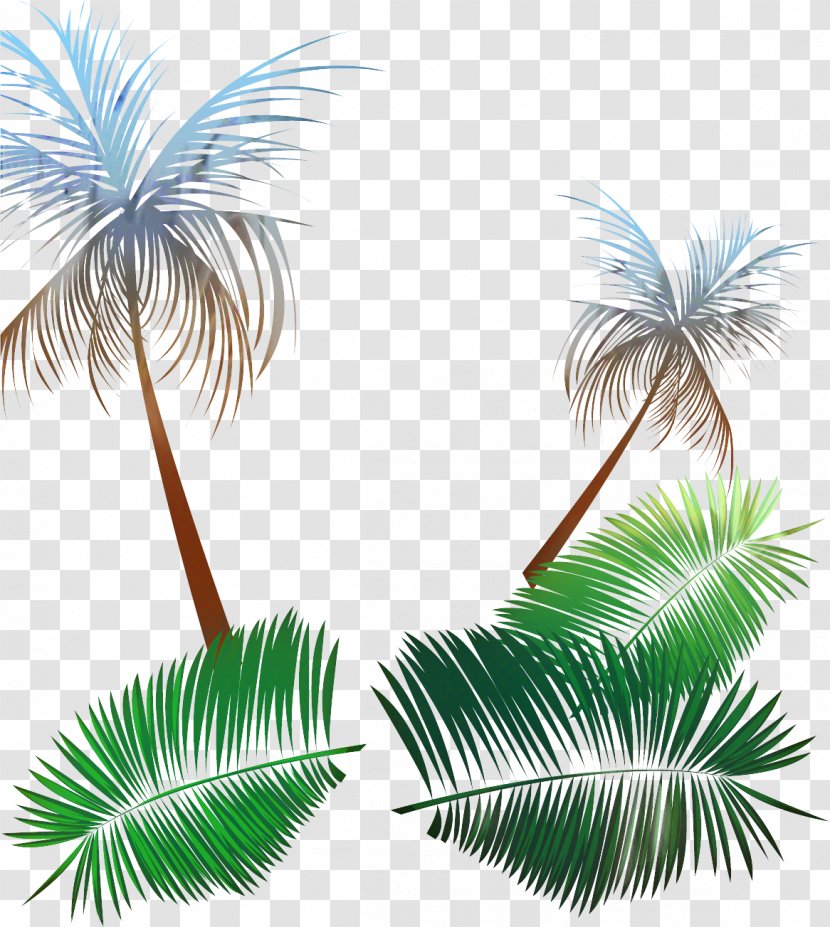 Asian Palmyra Palm Trees Illustration Graphics Leaf - Borassus - Elaeis Transparent PNG