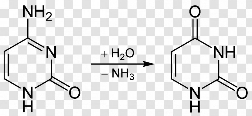 Uracil Cytosine Deamination Thymine Guanine - Cartoon - Frame Transparent PNG