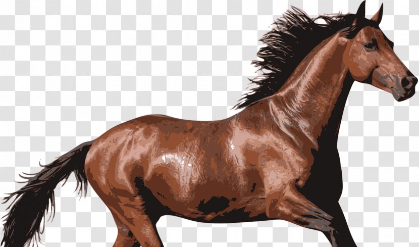 Dog Mustang American Saddlebred Equestrian Pet - Cat Transparent PNG
