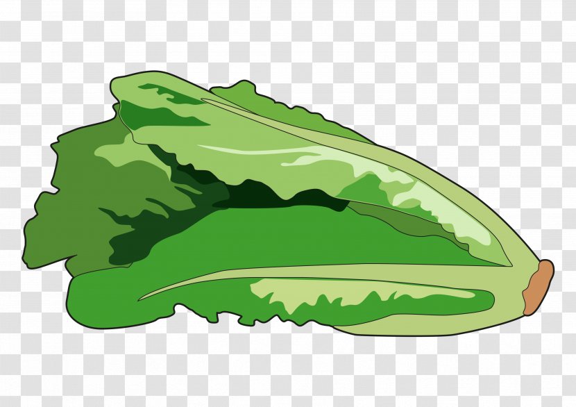 Greens Lettuce Drawing Image - Romaine - Leaf Transparent PNG