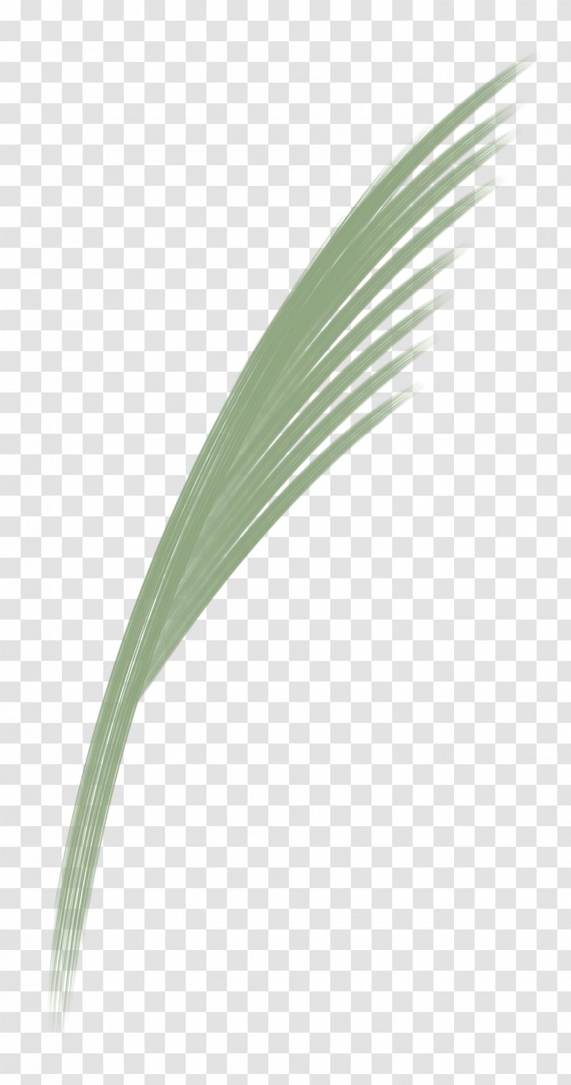 Feather - Grass - Flower Quill Transparent PNG