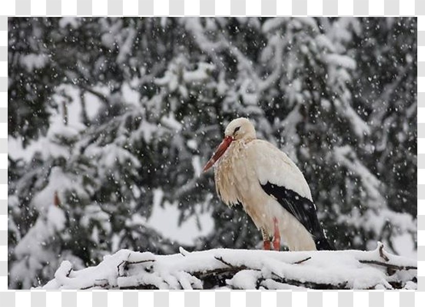 White Stork Körös-Maros National Park Bird Nature Aggtelek - Hungary Transparent PNG