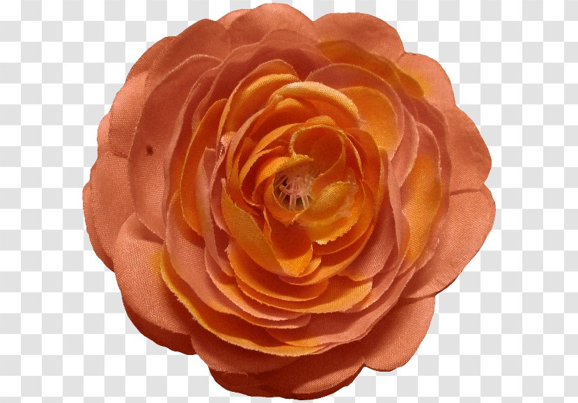 Garden Roses Cut Flowers Petal - Orange - Rose Transparent PNG