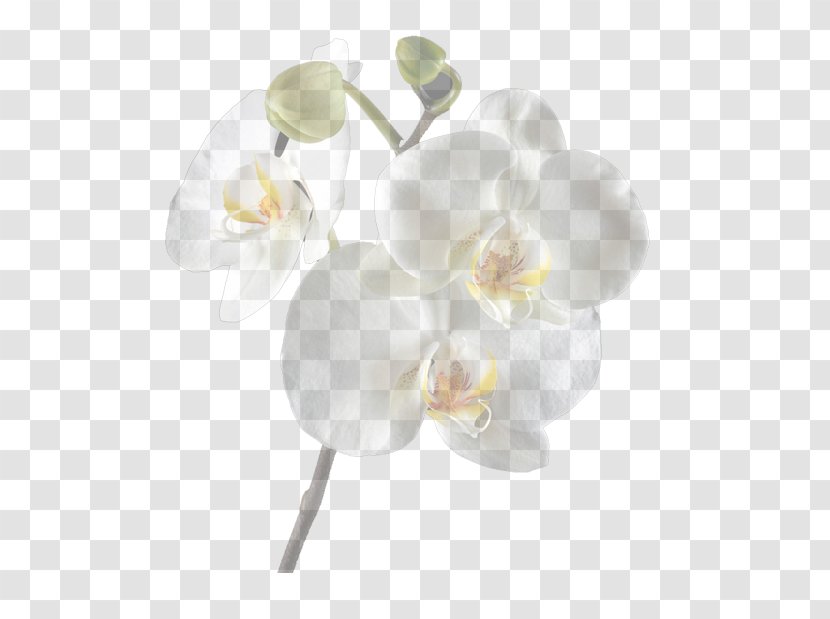 Moth Orchids Cut Flowers Clip Art - Plant - White Orchid Transparent PNG