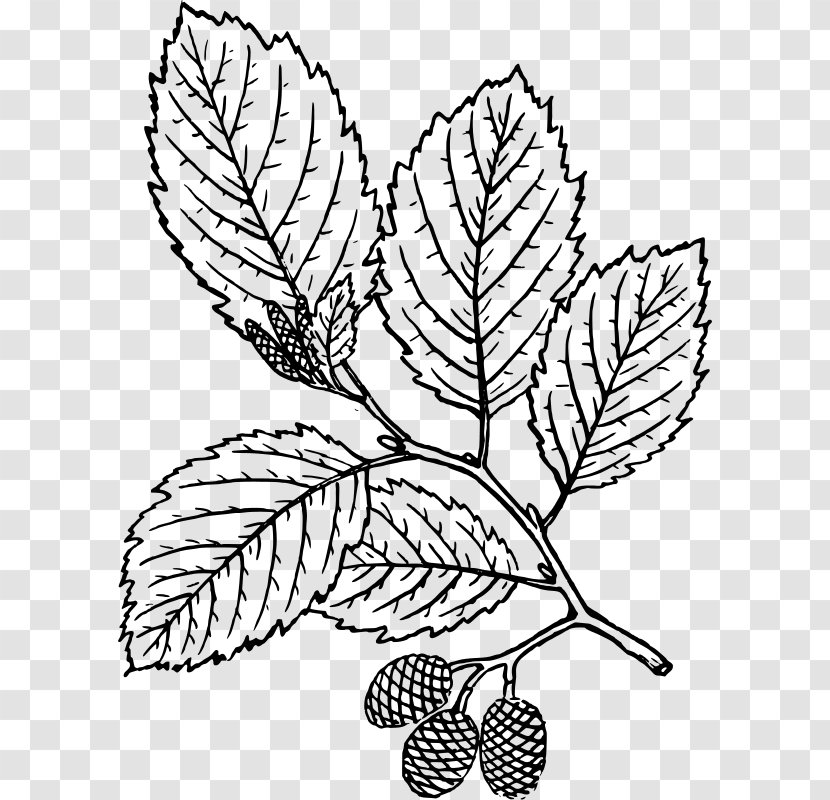 Tree Leaf Red Alder Coloring Book - Wing Transparent PNG