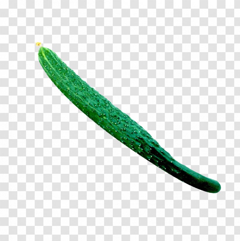 Vegetable Cucumber Clip Art - Green Transparent PNG