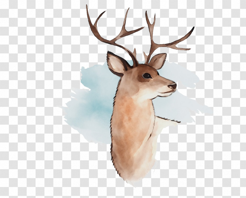 Reindeer Transparent PNG