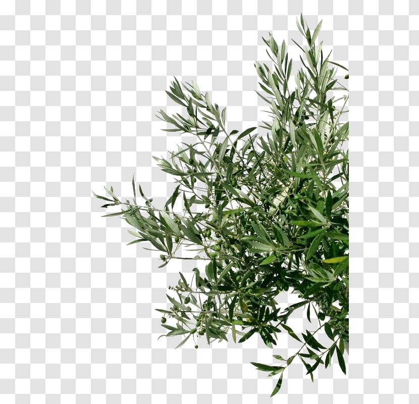 Olive Oil Tree Stock Photography Branch Transparent PNG