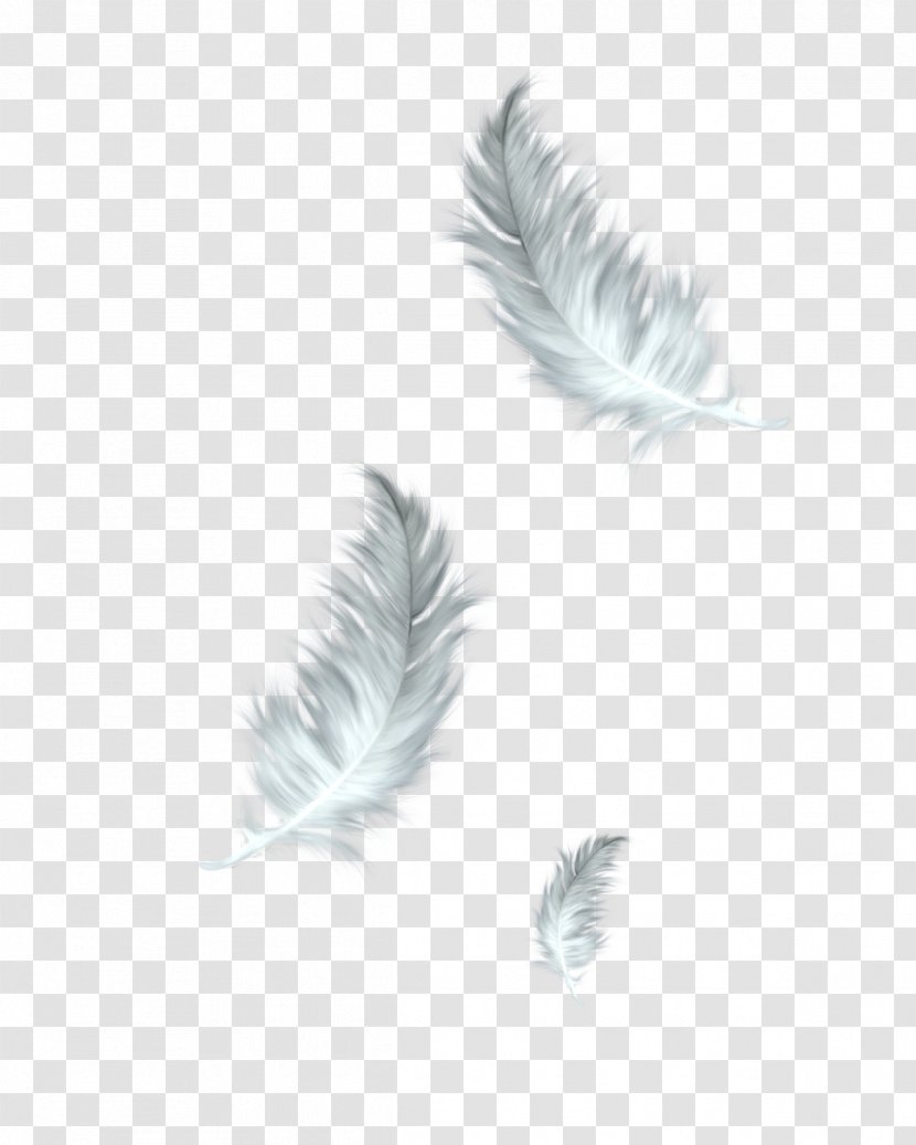 The Floating Feather Bird Clip Art - Flickerfall - Feathers Transparent PNG