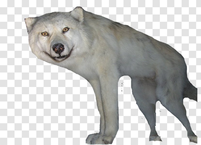 Gray Wolf Snowflake - Software - Xuelang Body Snow White Fur Transparent PNG