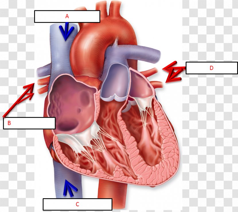 Anatomy Of The Heart Chart Human Body Diagram Transparent PNG
