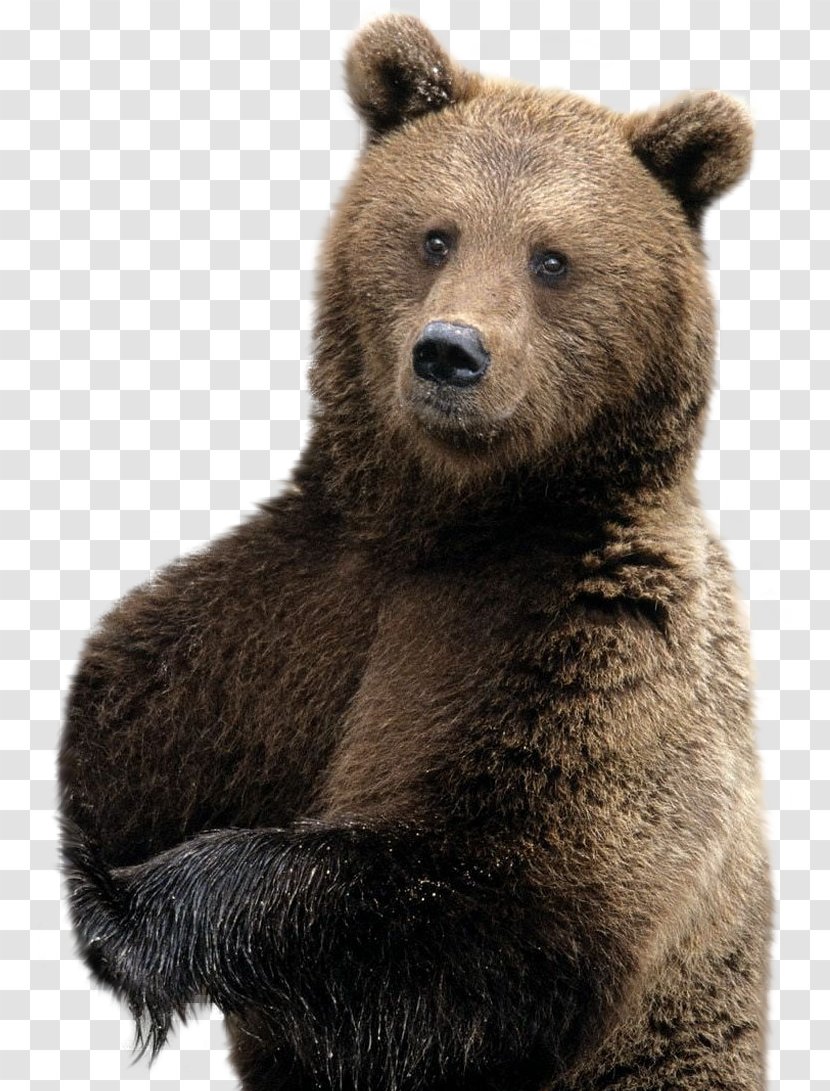 Brown Bear Polar American Black Desktop Wallpaper - Animal Transparent PNG