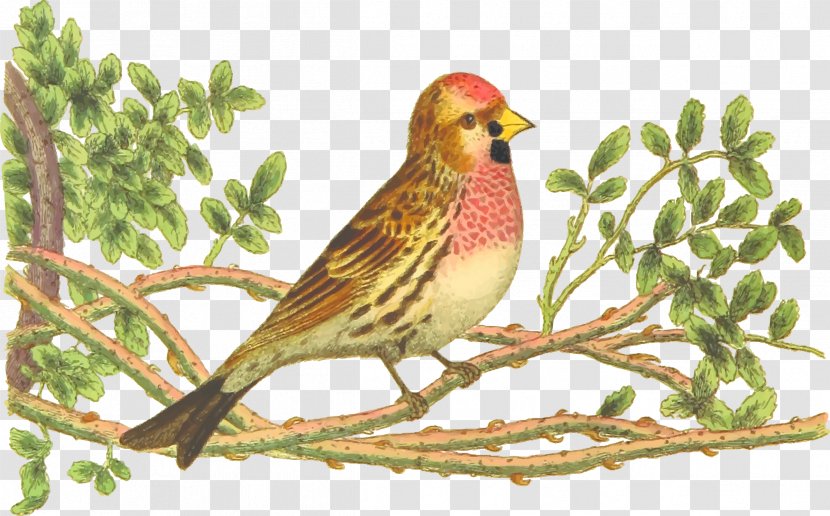 Bird Ortolan Bunting Finch Drawing Clip Art - Songbird - Nest Transparent PNG