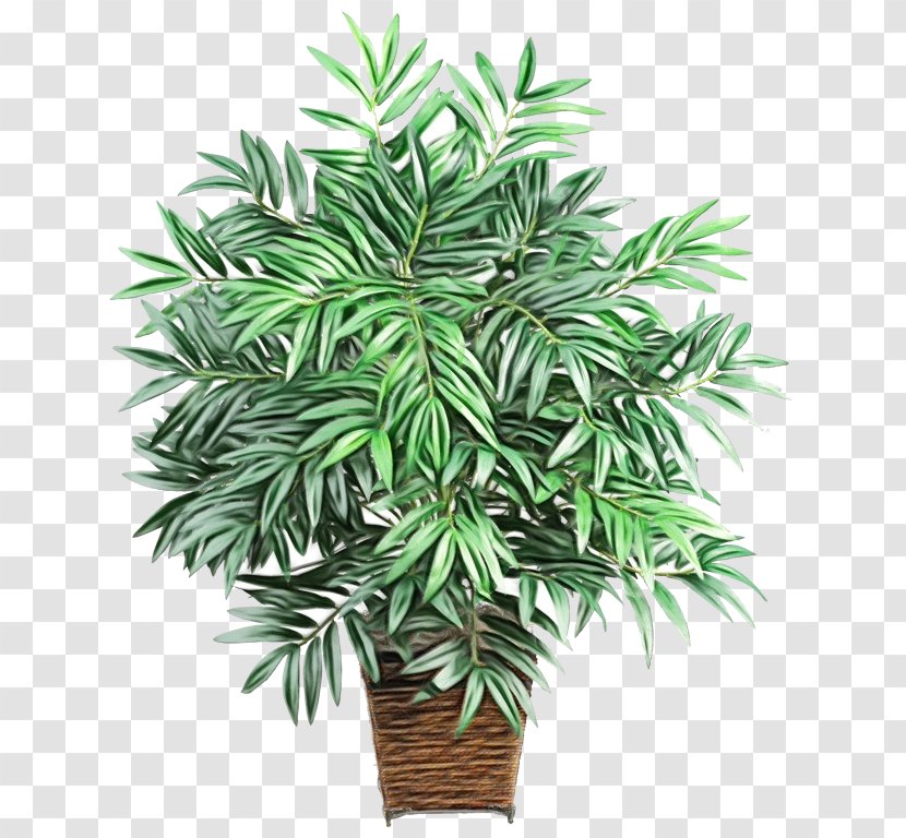 Palm Tree - Arecales Transparent PNG