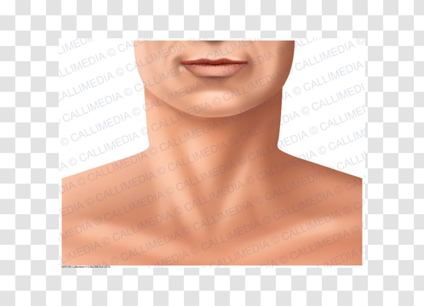 Chin Tattoo Cheek Forehead Eyebrow - Face - Jaw Transparent PNG