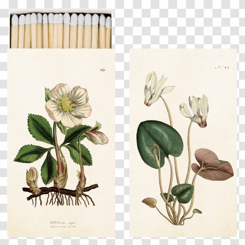 Helleborus Niger Botany Art Botanical Illustration Drawing - Printmaking - Flower Transparent PNG