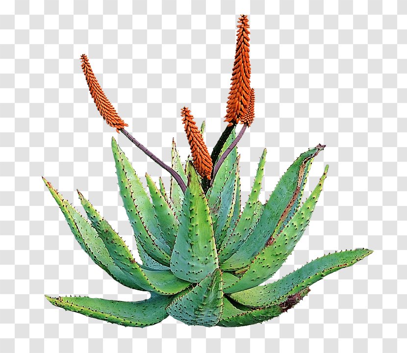 Aloe Vera Succulent Plant Dietary Supplement Skin - Stem Transparent PNG