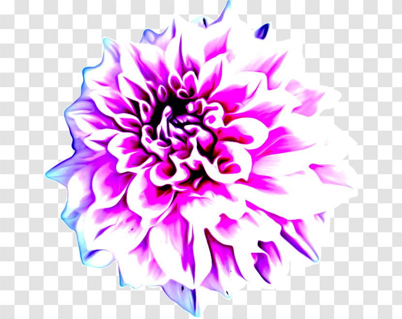 Floral Design - Daisy Family - Aster Transparent PNG