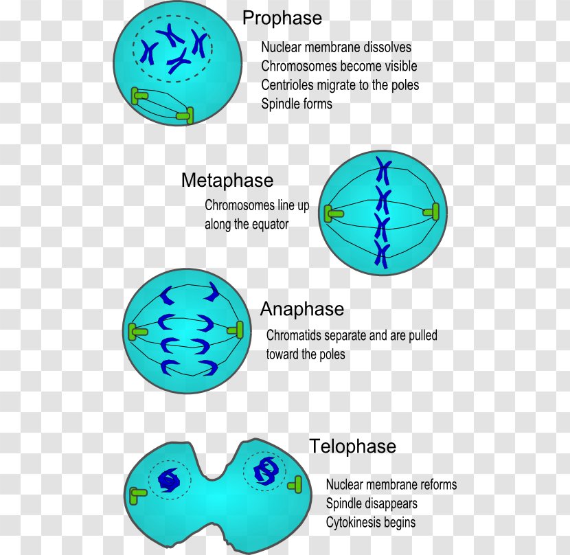 Cell Division Mitosis Cycle Cytokinesis - Interphase Transparent PNG