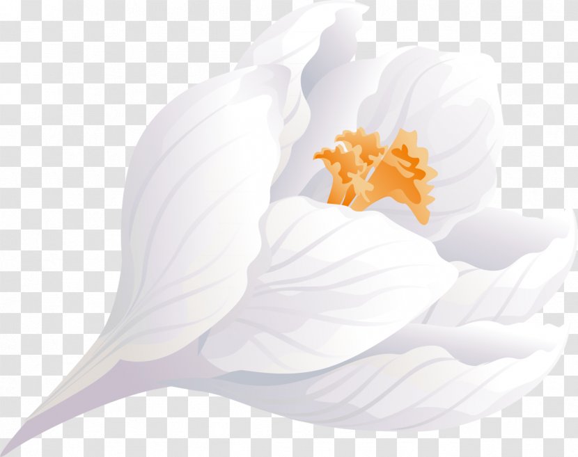 Flowering Plant Petal - Crocus Transparent PNG