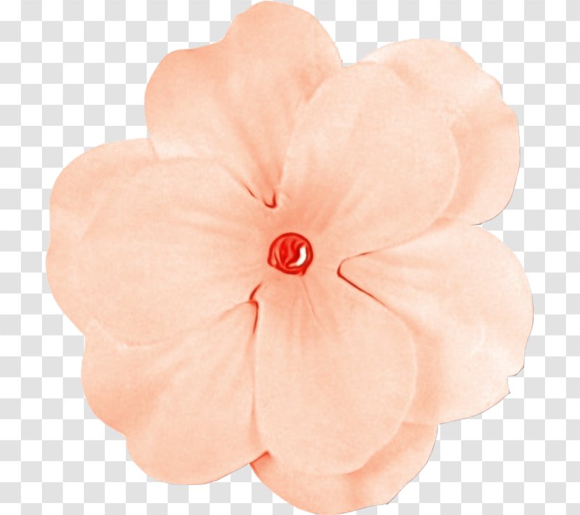 Petal Pink Flower Plant Impatiens - Peach - Perennial Geranium Transparent PNG