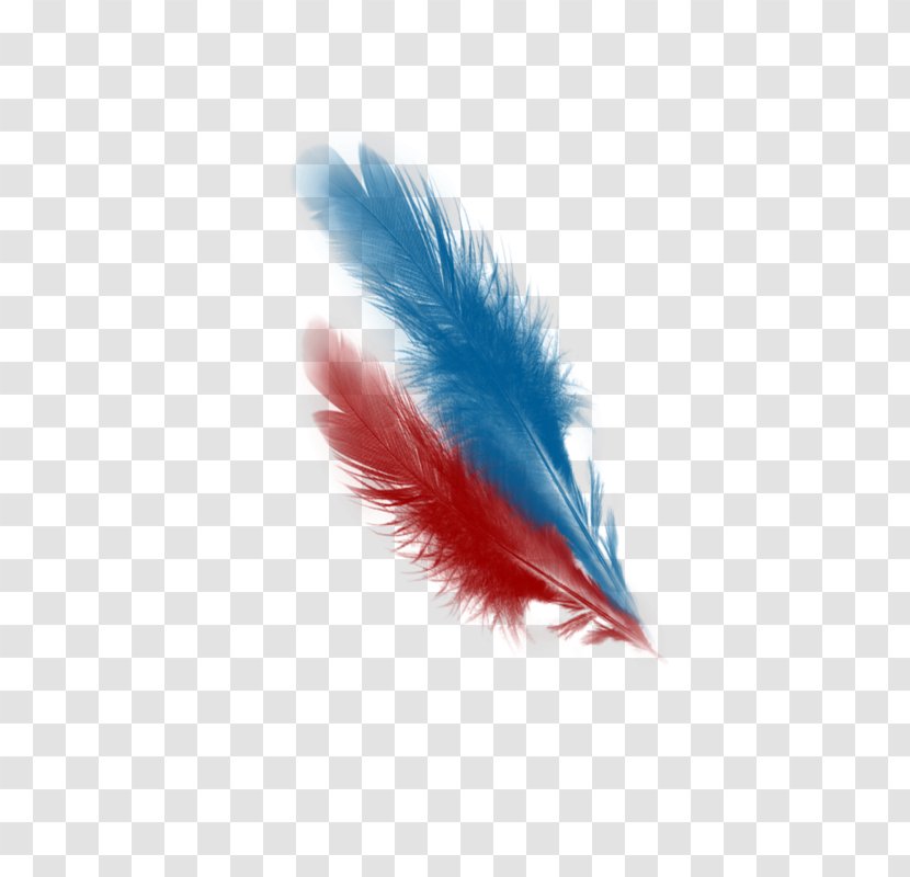 Feather Close-up - Wing Transparent PNG