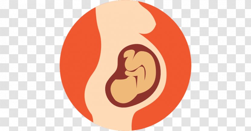 Clip Art Pregnancy Vector Graphics - Fetus Transparent PNG