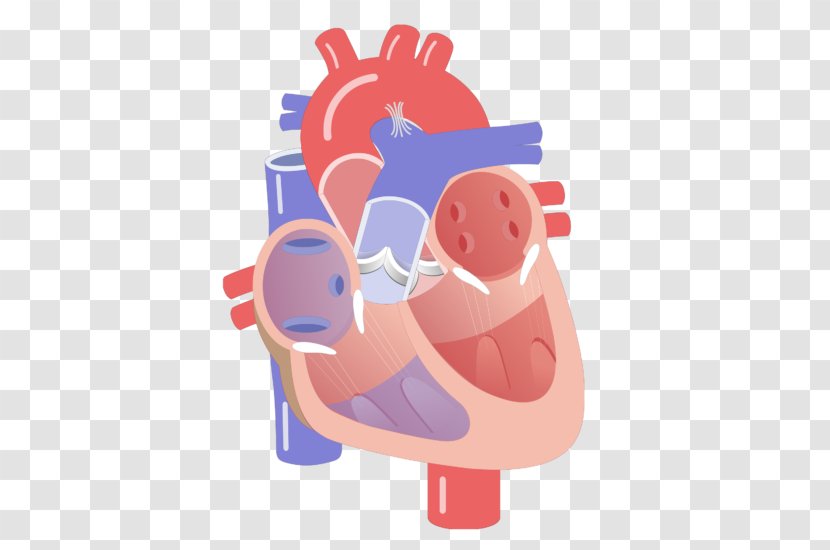 Heart Valve Electrical Conduction System Of The Circulatory Anatomy - Cartoon Transparent PNG