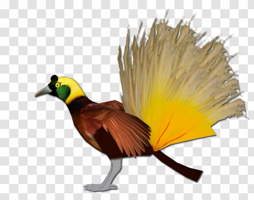 Beak Galliformes Feather Wing Animal Transparent PNG