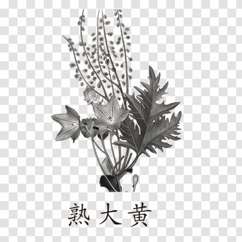 Garden Rhubarb Cooking Herb Traditional Chinese Medicine - Tree - Black And White Herbs Transparent PNG