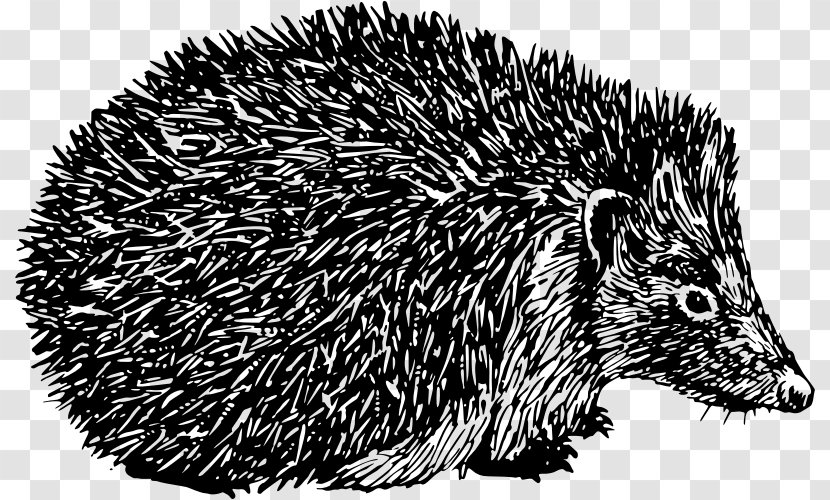 Domesticated Hedgehog Porcupine Spine Clip Art - Erinaceidae Transparent PNG