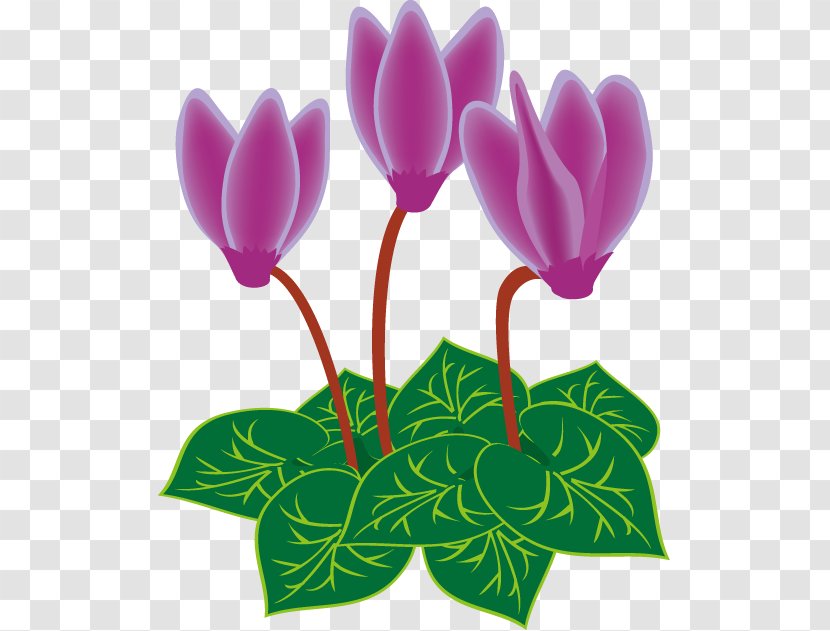 Cyclamen Persicum Royalty-free Clip Art - Cut Flowers - Heart Transparent PNG