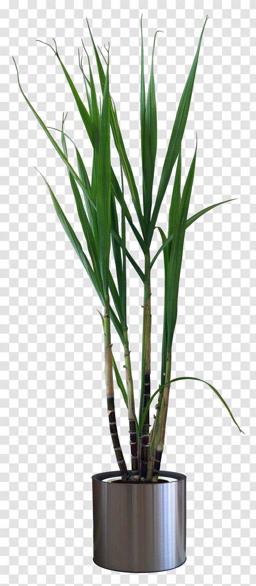 Houseplant Flowerpot Pixel - Rar - Sugar Cane Transparent PNG