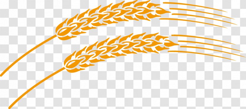 Wheat - Yellow - Vector Material Transparent PNG