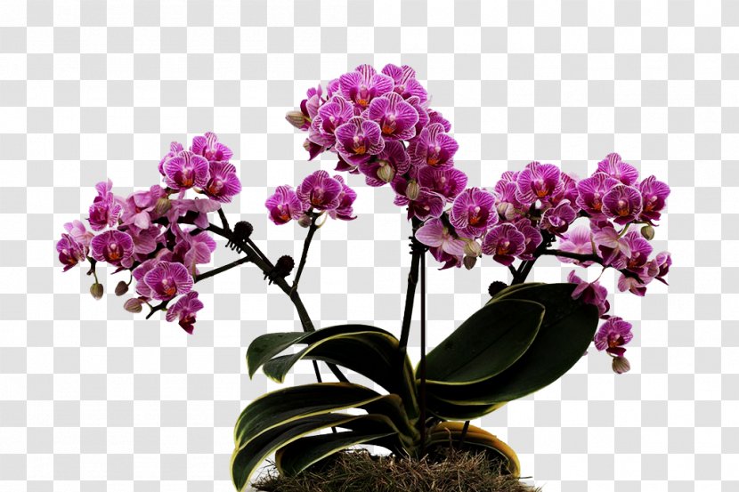Flower Moth Orchids - Artificial - A Group Of Hulk Flowers Transparent PNG