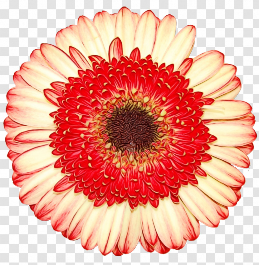 Transvaal Daisy Floristry Cut Flowers Chrysanthemum Flower Transparent PNG