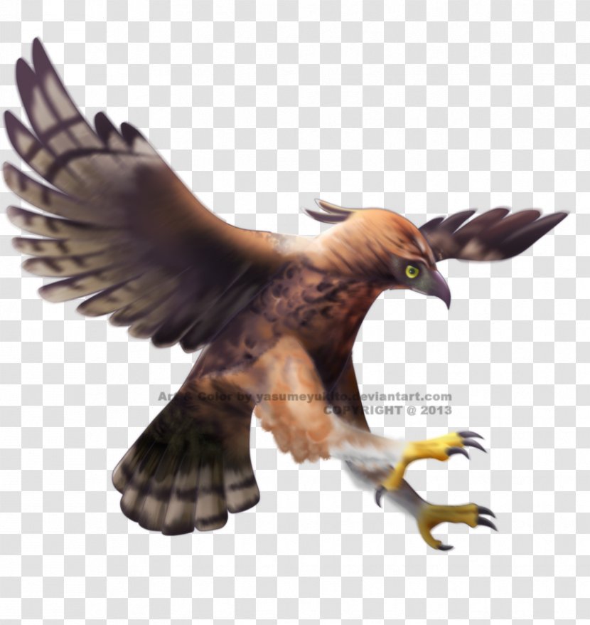 Javan Hawk-eagle Bald Eagle Bird - Steppe Transparent PNG