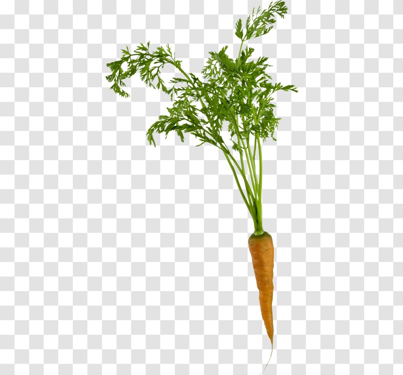 Carrot Clip Art Root Vegetables - Stock - Radish Transparent PNG