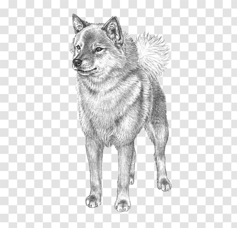 Finnish Spitz Norwegian Elkhound Czechoslovakian Wolfdog Dog Breed Akita - Line Art - Wolf Transparent PNG