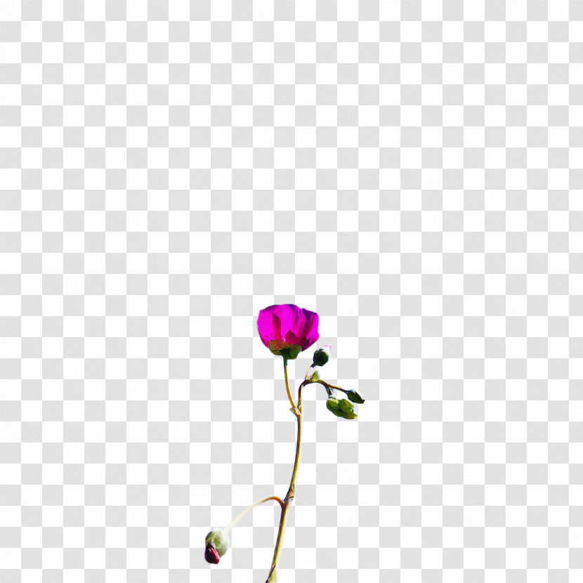 Flower Plant Stem Petal Flora Plants Transparent PNG