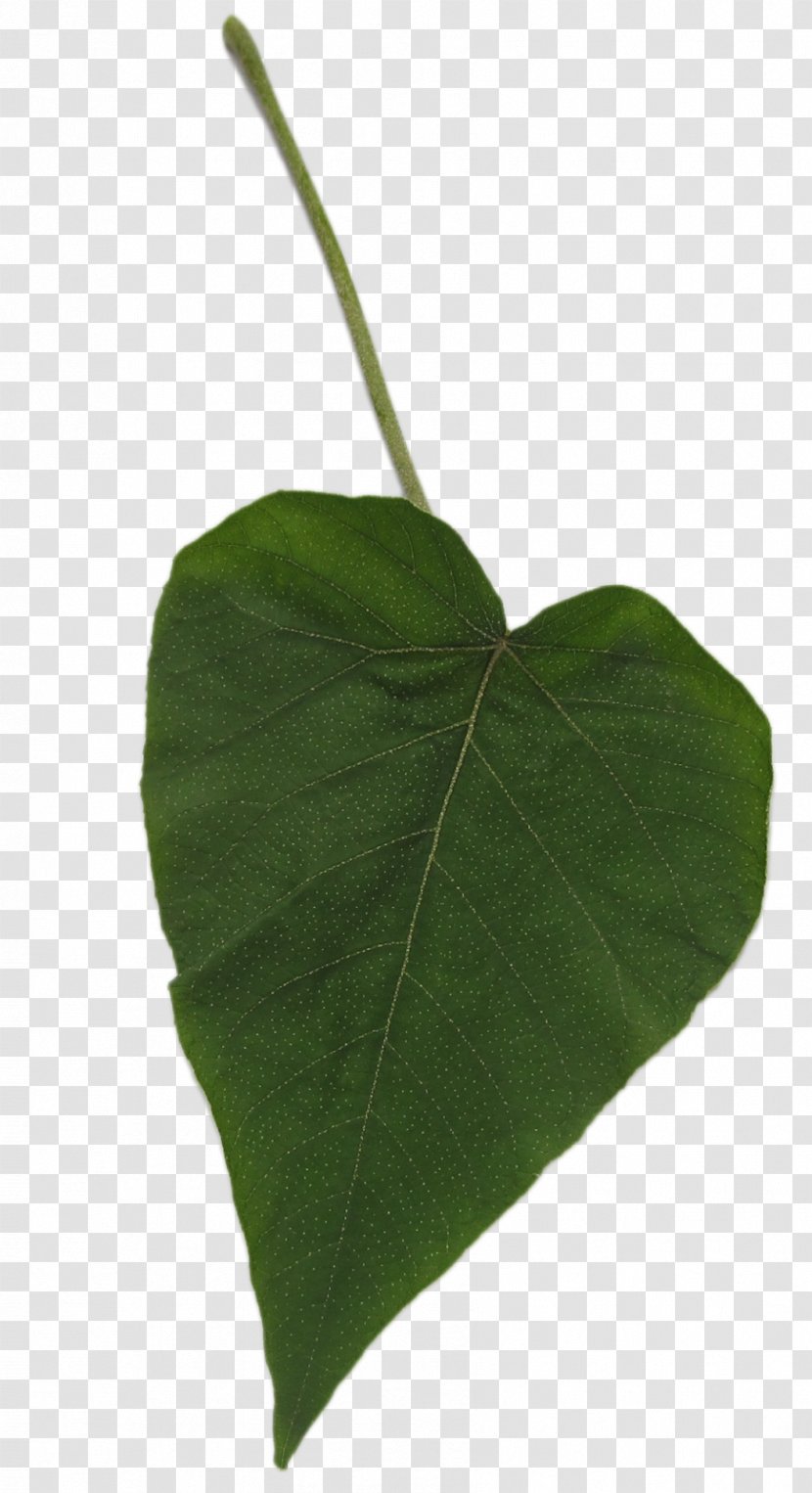 Leaf Author Plant Stem Web Banner Transparent PNG
