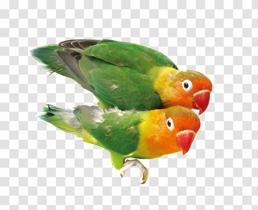 Bird Parrot Download - Lovebird - One Pair Of Parrots Transparent PNG