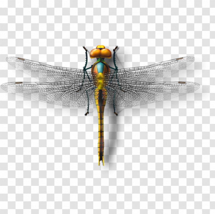 Dragonfly Insect Download - Arthropod - Model Transparent PNG