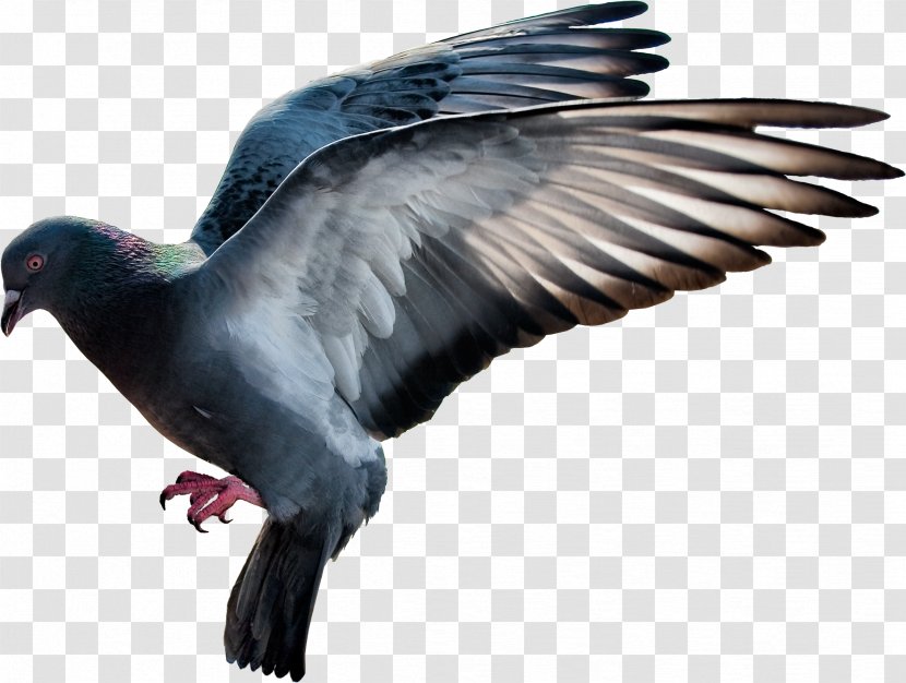 Domestic Pigeon Columbidae Flight - Fauna - Image Transparent PNG