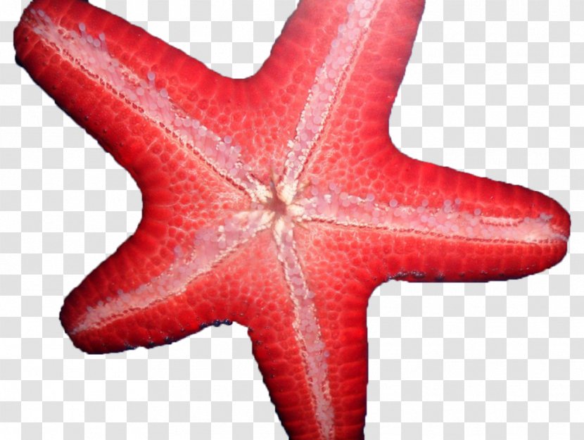 Saltwater Heaven Starfish Echinoderm Facebook Like Button - Fish Transparent PNG