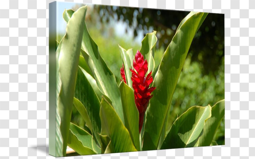 Cayman Islands Ginger Lily Imagekind Art Flower - Plant - Watercolor Transparent PNG