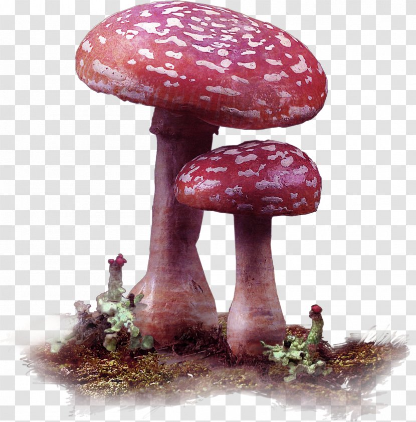 Edible Mushroom Fungus - Red Fresh Decoration Pattern Transparent PNG